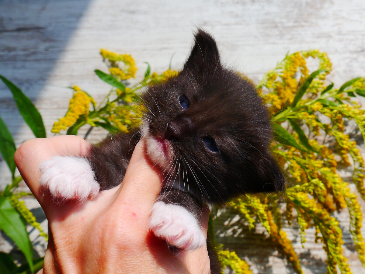 Норвежская лесная малышка Сесилия!