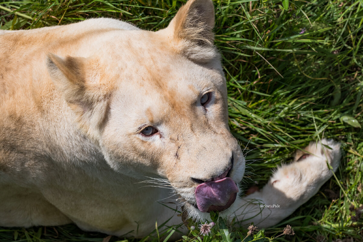 Белая львица