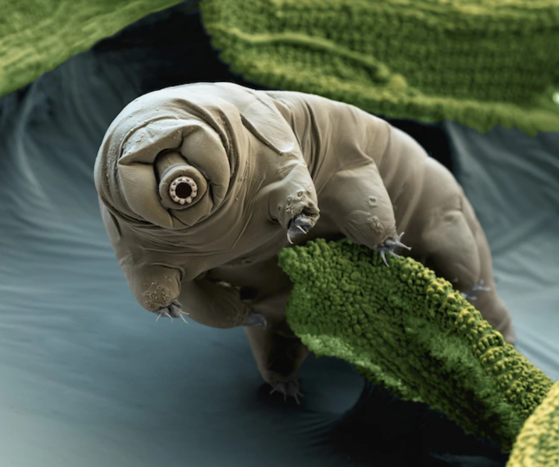 Источник иллюстрации располагается здесь: https://www.nationalgeographic.com/animals/invertebrates/facts/tardigrades-water-bears