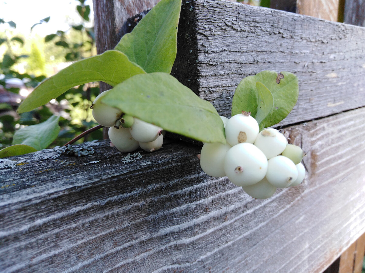 Плоды снежноягодника на фоне старого забора из досок