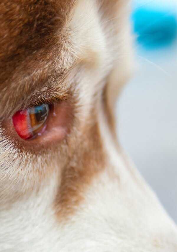 От чего у собак бывают красные глаза