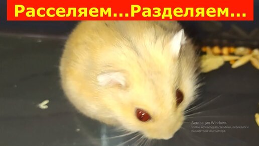 Комбо хомяк 2.07. Сирийский хомяк белый. Сирийский хомяк дымчатый. Дымчатый жемчужный сирийский хомяк
