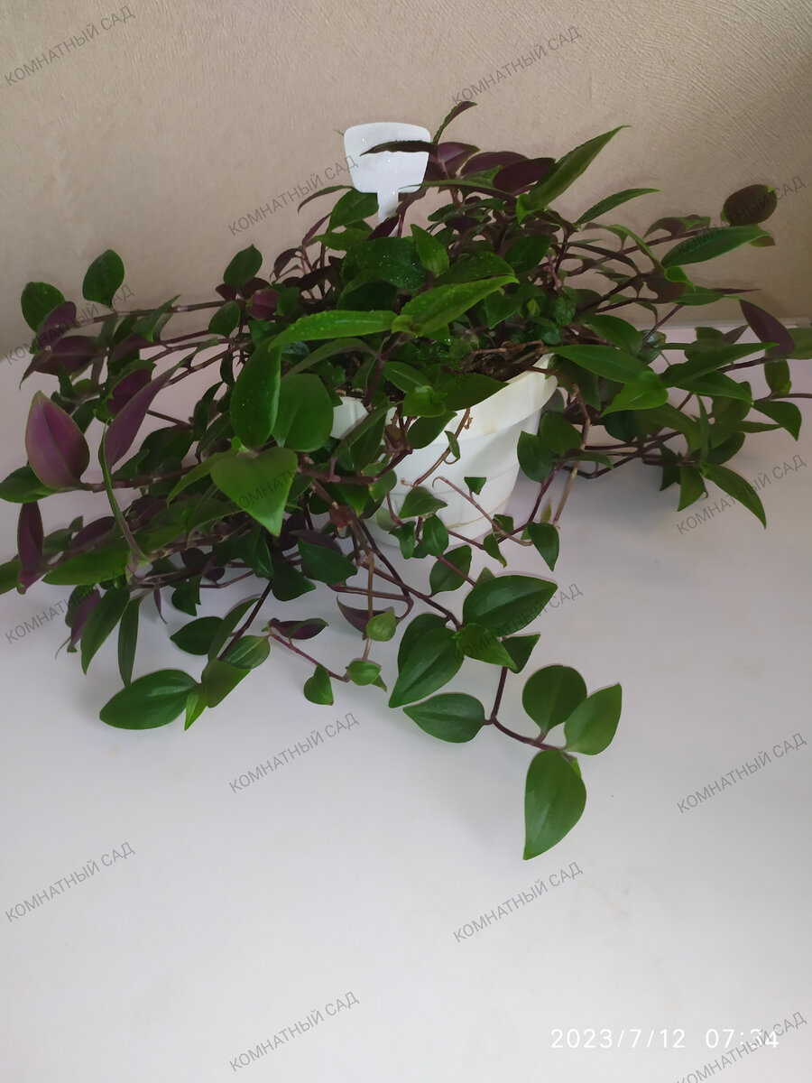 Традесканция Ivory Purpur 12.07.2023