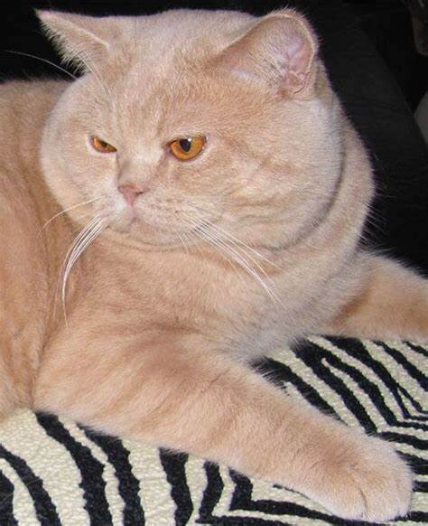 Фото из Интернета. 