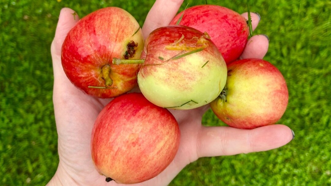 Наливные яблочки лучшее, что создала природа для нашего здоровья. Не упустите возможность в яблочный сезон зарядиться витаминами на грядущую зиму.