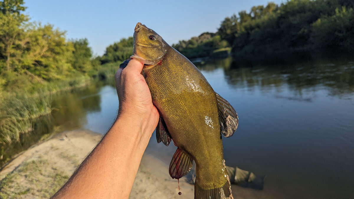 Посмотрите какой красавец. Клюнул на червя возле камыша.