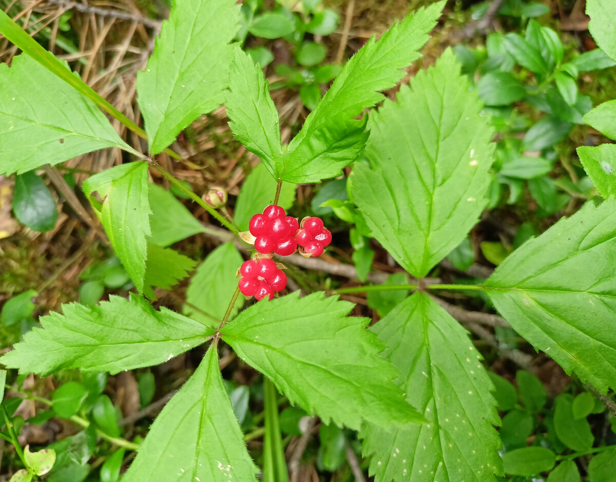 С костяникой очень. Костяника обыкновенная. Костяника каменистая. Rubus saxatilis. Костяник Жук.