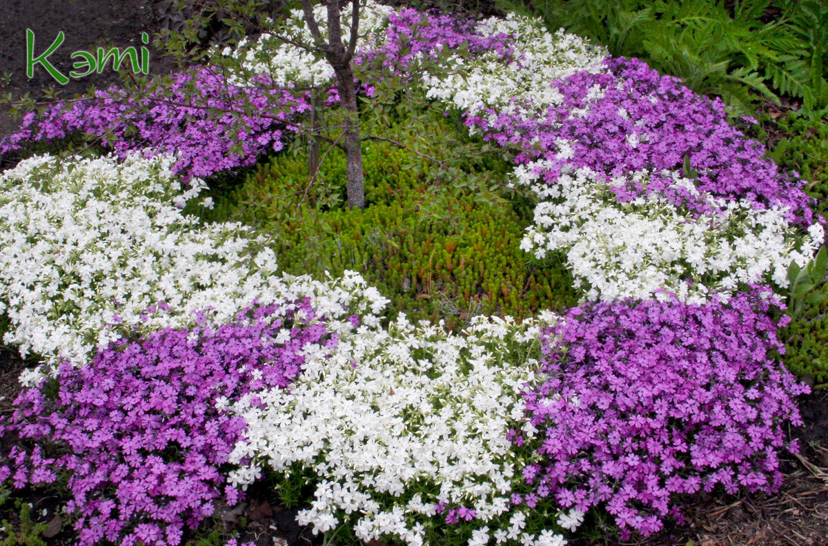 Флокс шиловидный можно рассаживать и черенковать весь сезон, даже во время цветения. Я это делаю с июня по сентябрь.