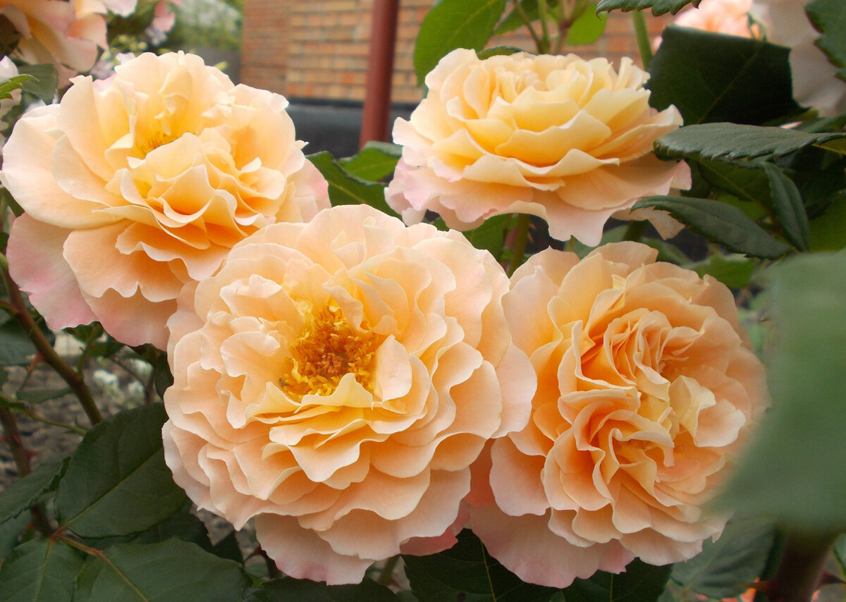 Augusta Luise (Августа Луиза)