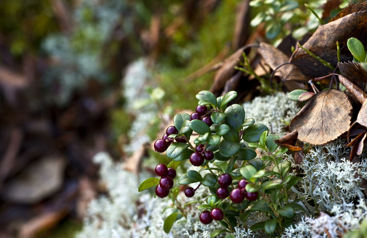 Фото: Nikolay Gyngazov/Russian Look/Global Look Press