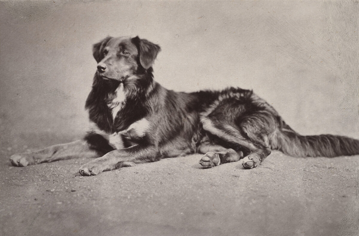 Шарп колли королевы Виктории