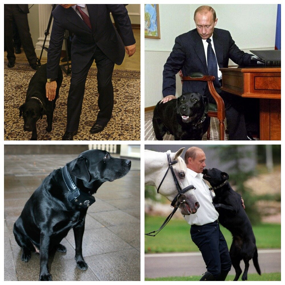 Путин и лабрадор фото