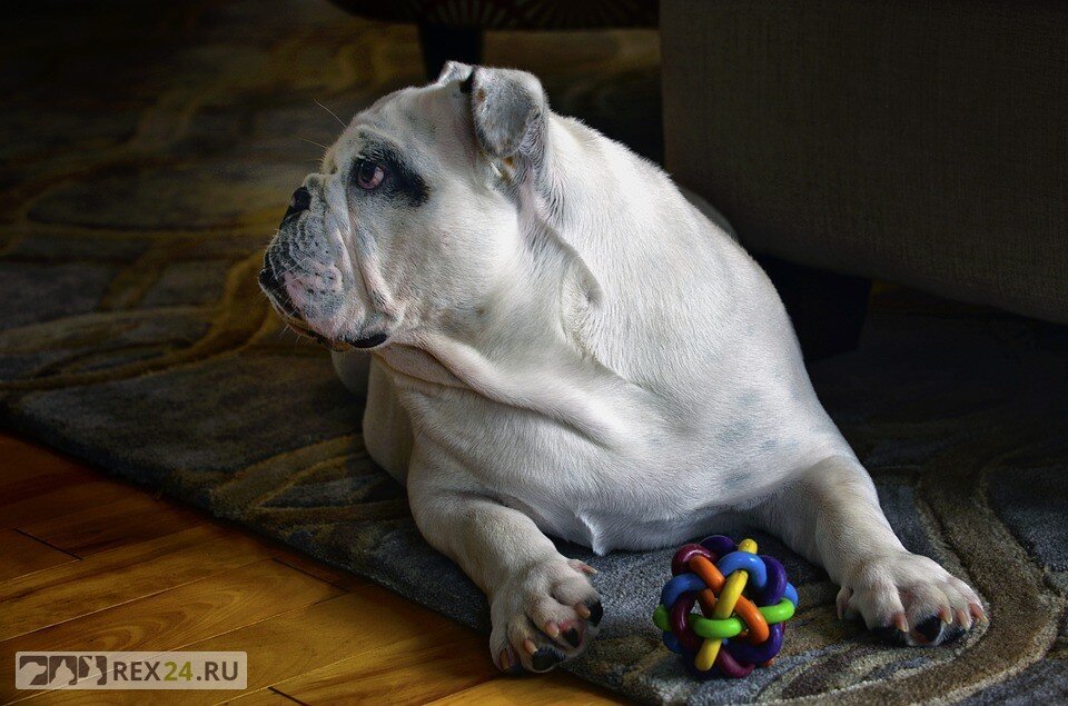 У английских бульдогов нет такой тяги к свободе как у других пород. Поэтому в домашних условиях они адаптируются буквально в течении нескольких дней.