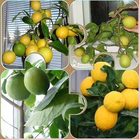 Лимоны и гранаты на подоконнике🍋