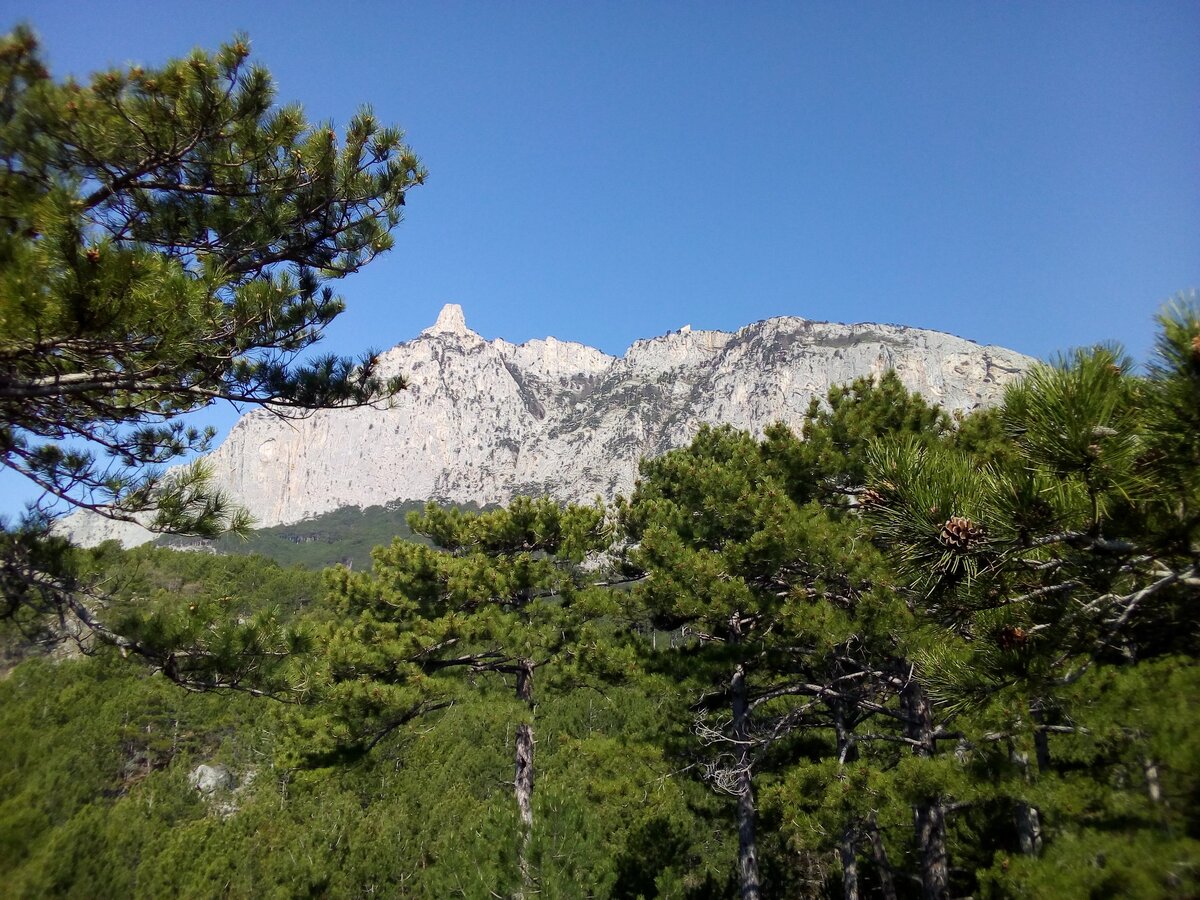 Ай петри саперави красное. Гора ай-Петри (Кореиз). Гора ай-Петри (пос. Мисхор). Сосны в горах ай Петри. Мачтовая скала Кореиз.