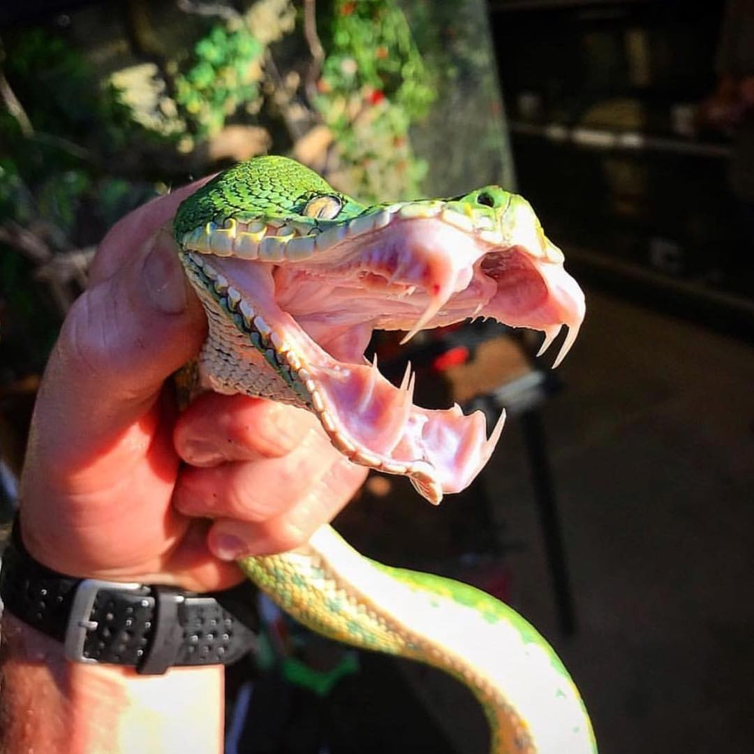 змея с собачьей головой. змеиная голова. гибриды змей. собакоголовый удав зубы. собакоголовый удав зубы.