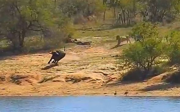 Буйвол спасается бегством от льва.