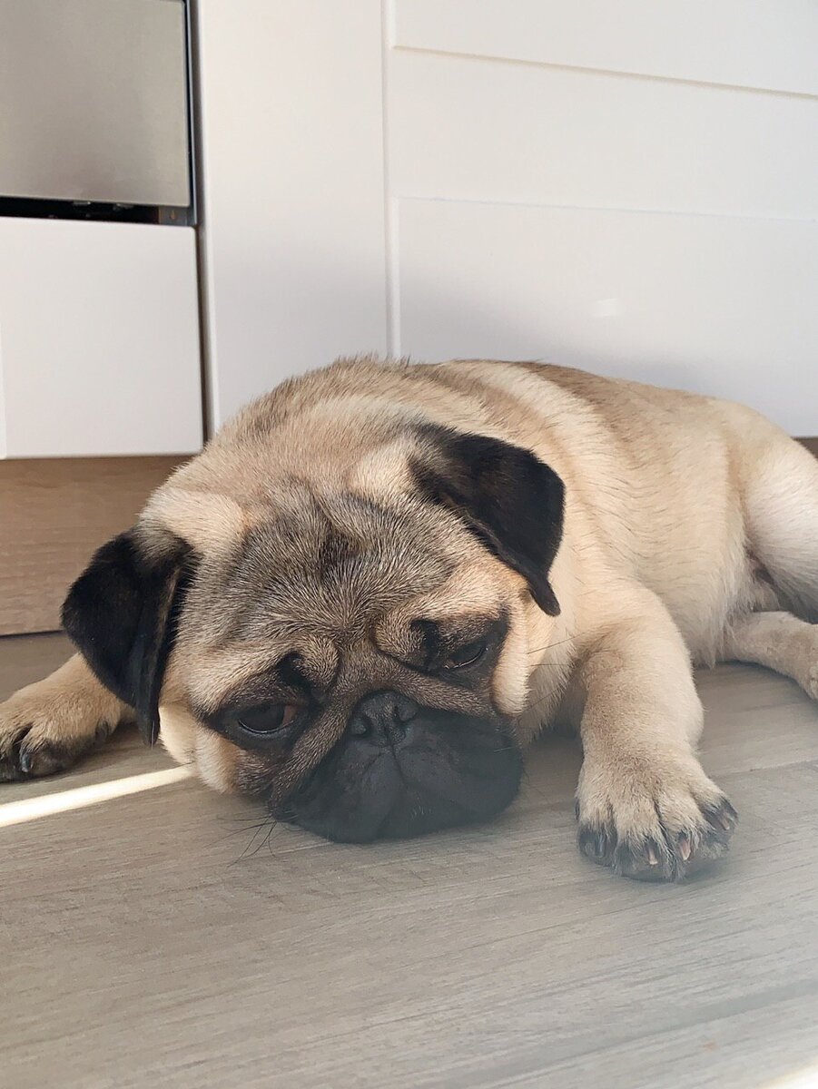 Самый грустный пес. «Хозяин, придумай, чем мне заняться!»