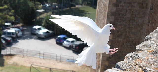 Белый голубь - это очень добрый знак, вестник спокойной обеспеченной жизни, защита от плохих событий. Очень хорошая примета - покормить белых голубей.