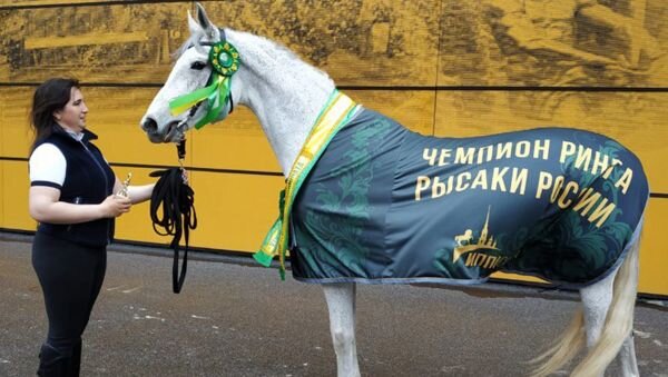 Международная выставка «Иппосфера» — крупнейшее в России конное событие, которое ежегодно объединяет до 15 тысяч человек — специалистов, экспертов, спортсменов и всех любителей животных. В этом году выставка проходила в Санкт-Петербурге со 2 по 5 мая — это показательные шоу, ежедневный парад пород, костюмированные представления конных клубов, спортивные состязания с участием более 200 лошадей 20 пород.