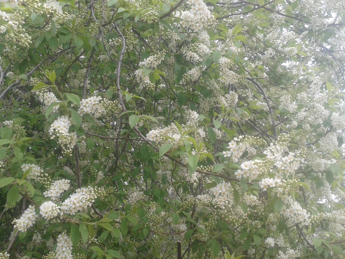 Зацвела черёмуха.