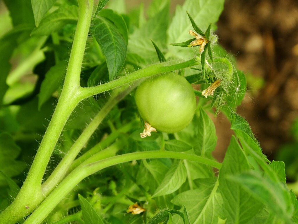 Происходит завязывание плодов