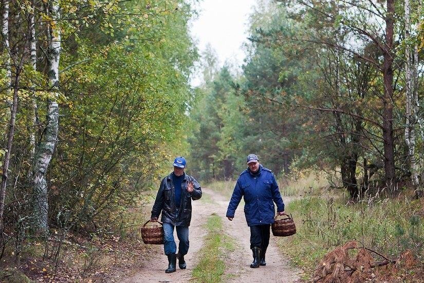 Поход за грибами картинки