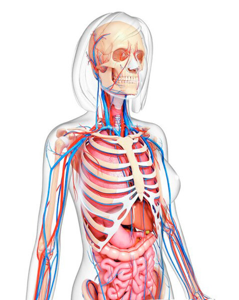Шейный отдел - удивительное место через которое проходят самые важные "ветви" Вашего организма.
