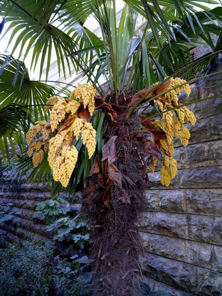Так цветут пальмы. Эта красота по пути к моей квартире.