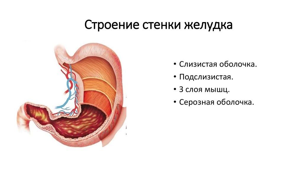 На пустой желудок: боремся с приступами голода