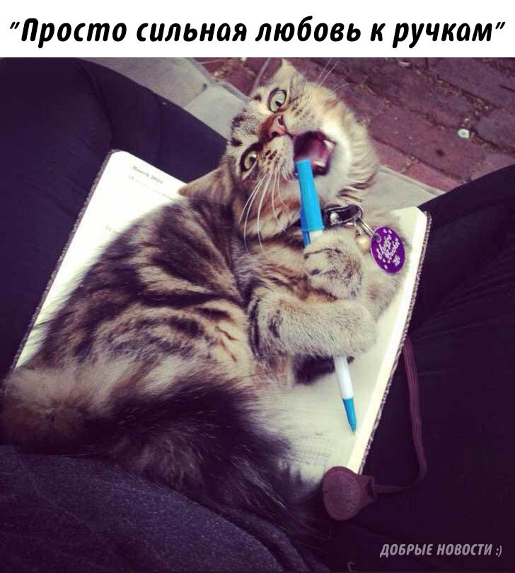 Cat make like. Ручка с котиком. Коты ручкой. Кошка писает. Смешные кошки.