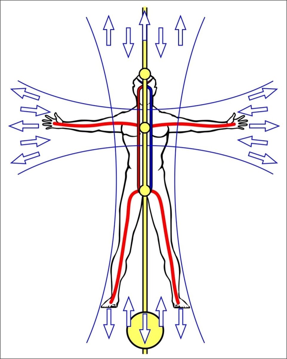 Движение энергии в теле человека схема