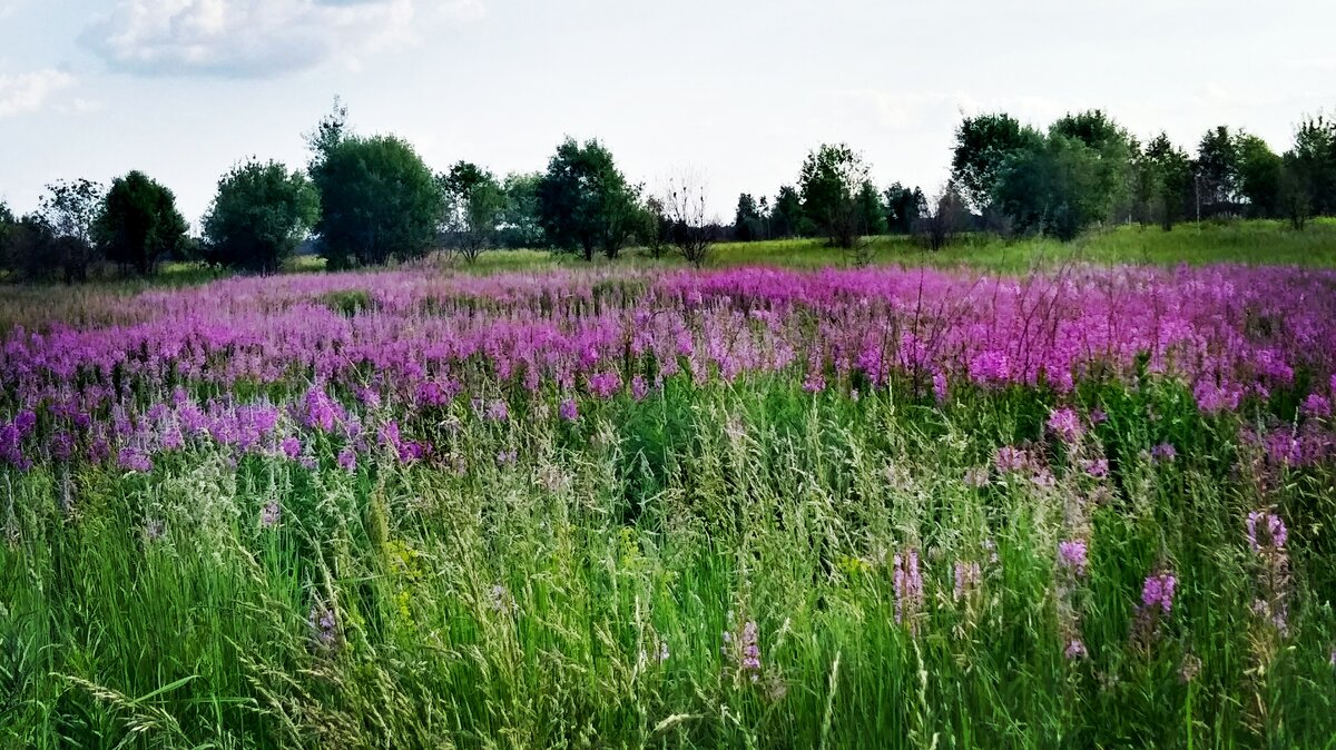 Луга санкт петербург фото