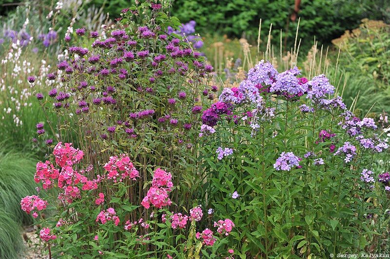 Флоксы Tenor, Düsterlohe и Cool Best, монарда Scorpion