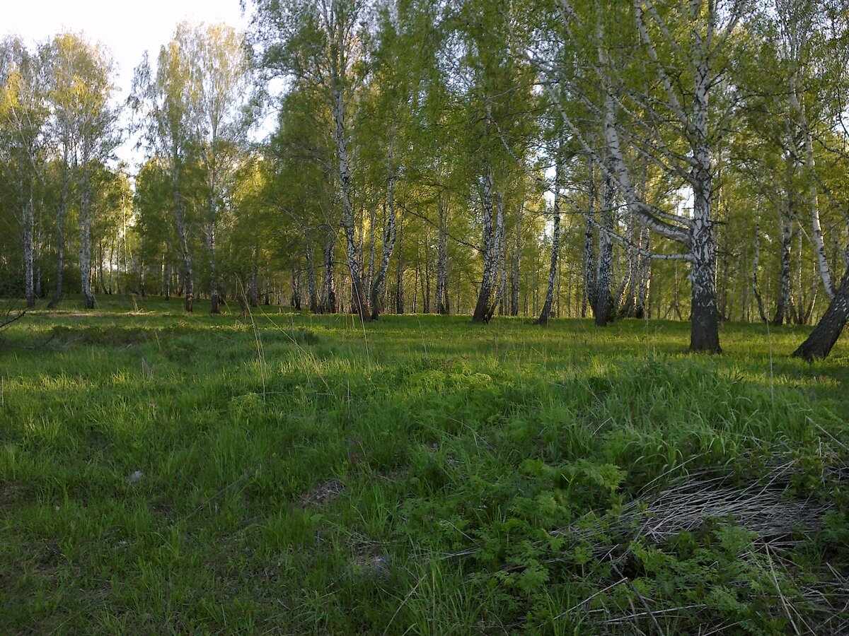 как же красиво дерево пока не превратилось в доску.