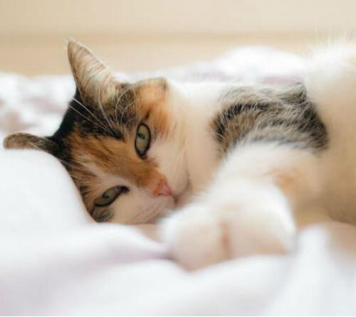 Инсульт у кошек - симптомы и лечение | Лапа помощи | Дзен