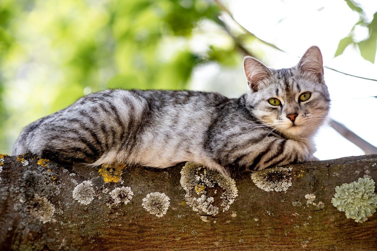 3722). 07.10.2018 - Кошка Муха уехала домой! (фото из дома)