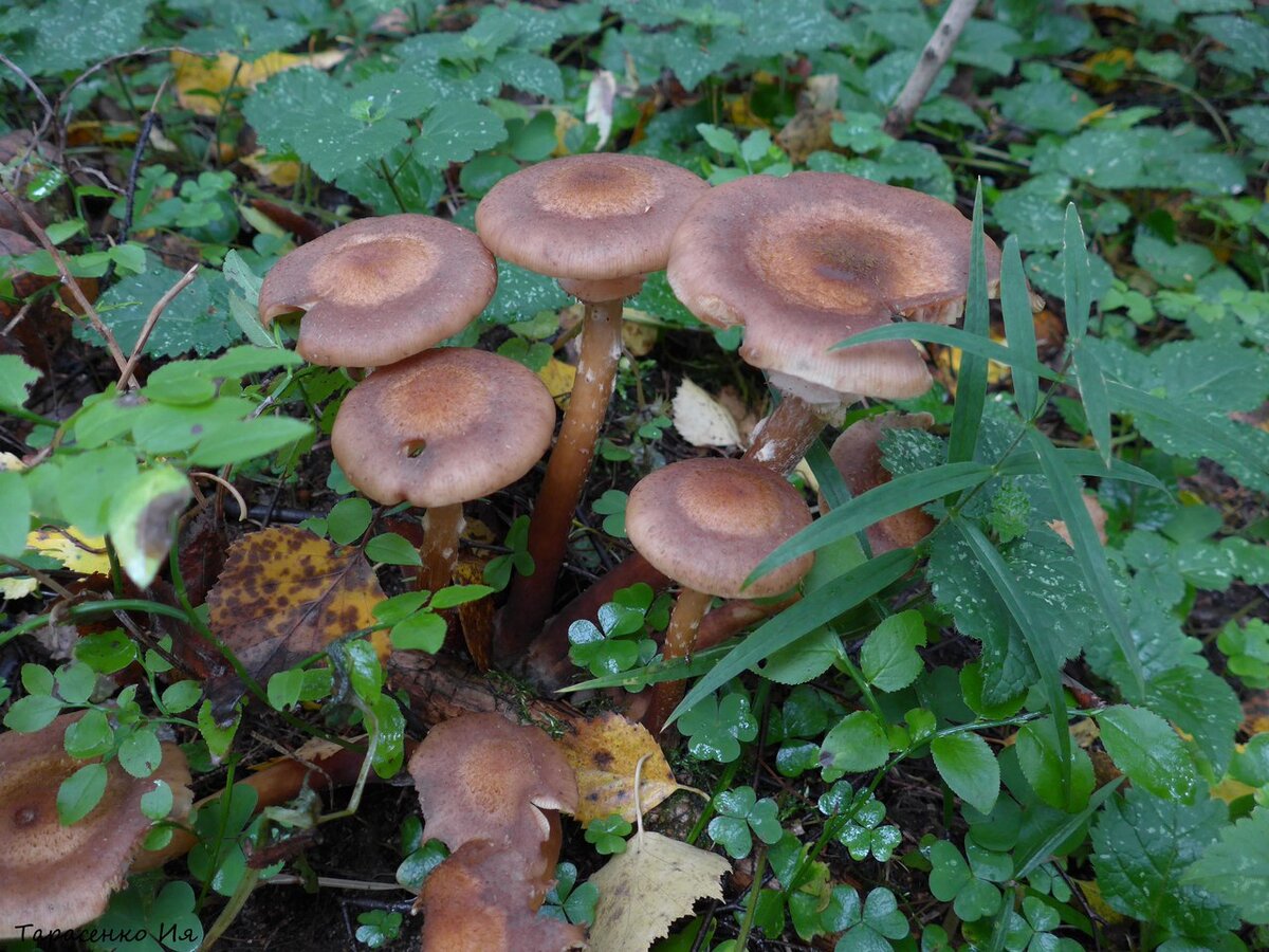 Опёнок луковичноногий (Armillaria cepistipes)