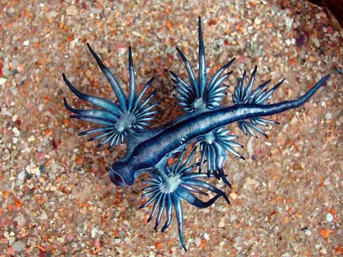 Голубой дракон