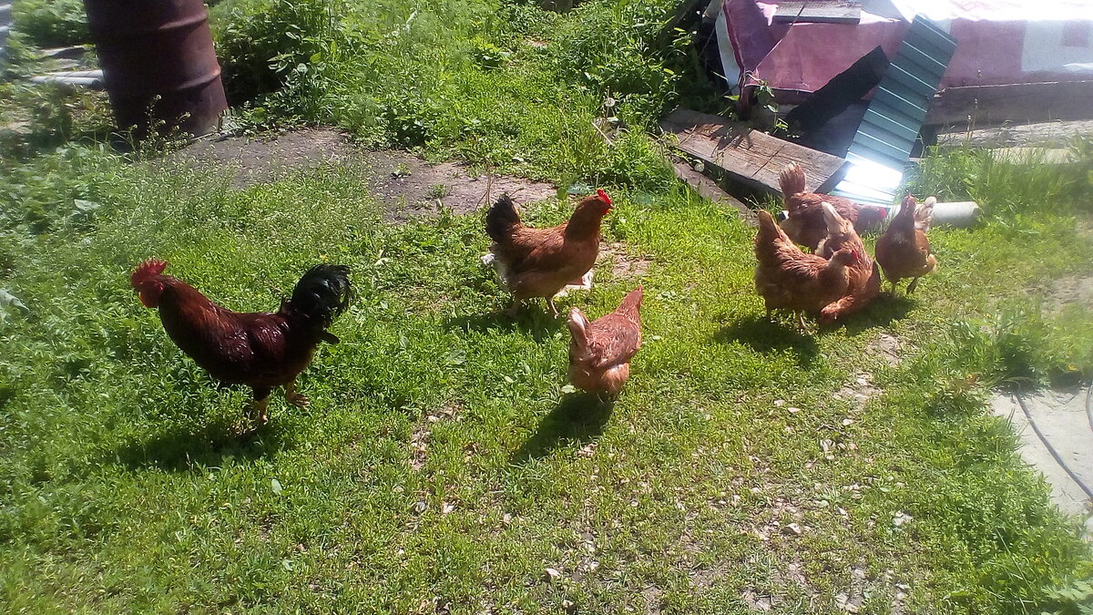 Куры гуляют на участке