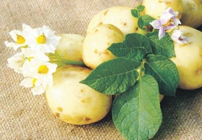 Выбираем культуры для посадки после картофеля Картофель, любимый корнеплод большинства хозяек, сильно подвержен различным заболеваниям.
