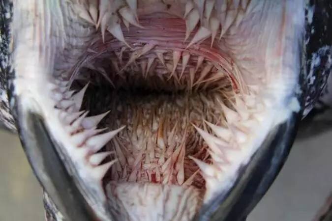 Странные зубастики: 5 животных с самыми необычными челюстями