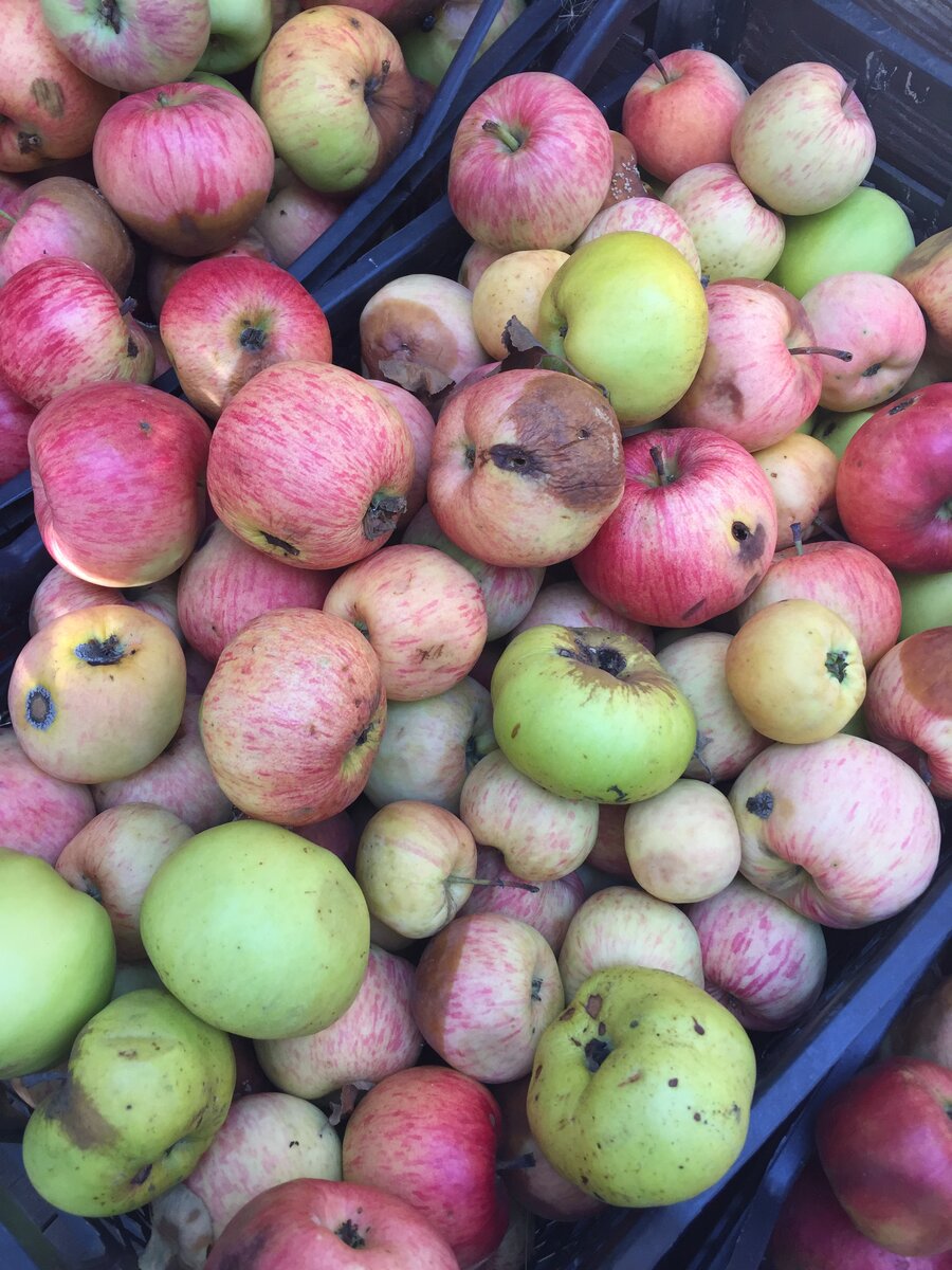 опавшие яблоки - "падалица"