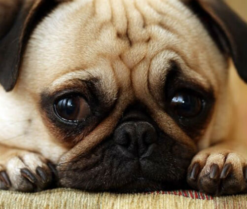 Причины несахарного диабета у собак