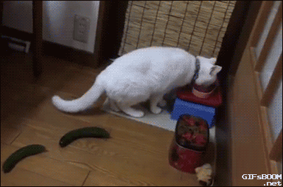 КОТУ ПОДЛОЖИЛИ ОГУРЦЫ