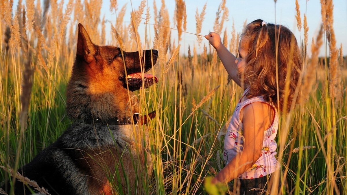 Немецкая овчарка