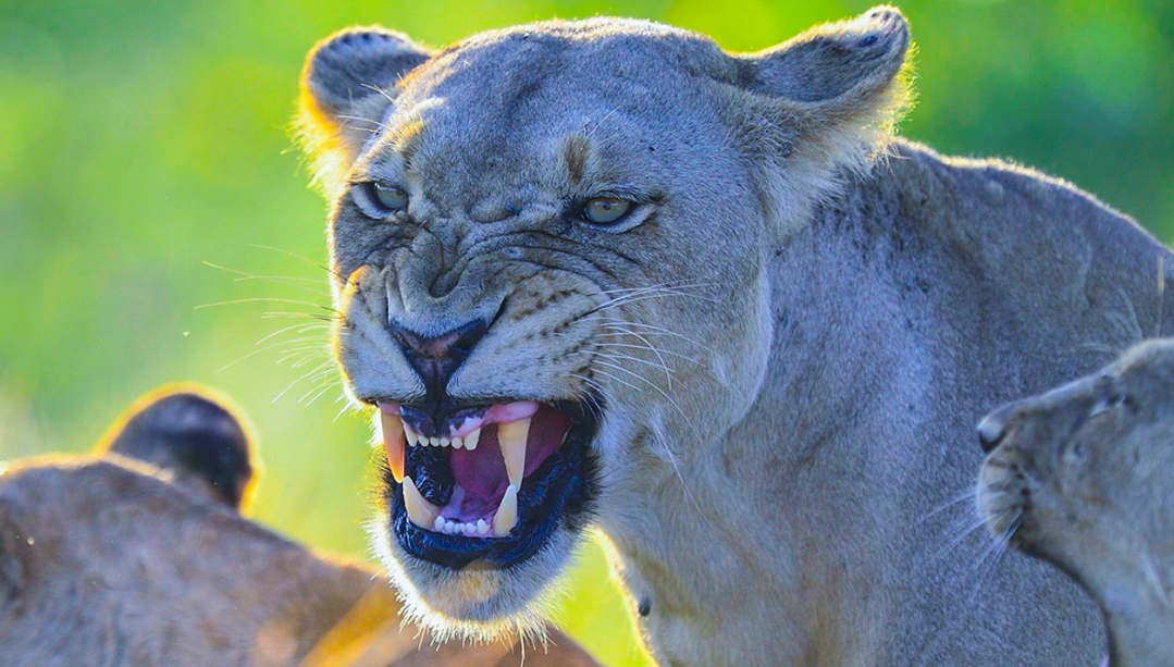 Львицам гость пришёлся не по вкусу.