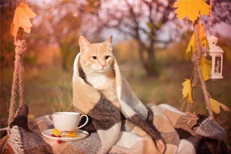 Осенние коты полны милоты! Коты и осень! ?? Умиротворения пост!