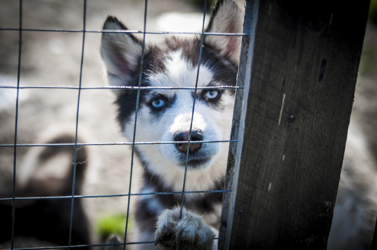 Черника уехала последней с передержки неделю назад