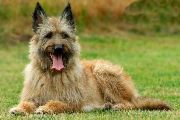 Лакенуа – жесткошерстная разновидность бельгийской овчарки | Собаки |  Dogsacademy.ru | Дзен